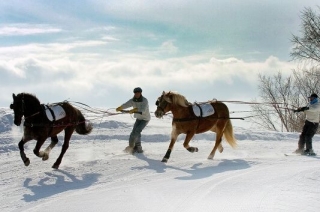  Skijoring in Belledone 